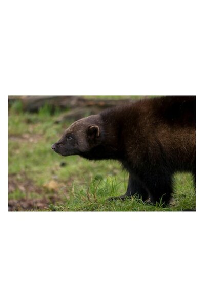 OEM Tablou Canvas, "Animal in padure primavaratica", 100 x 100cm