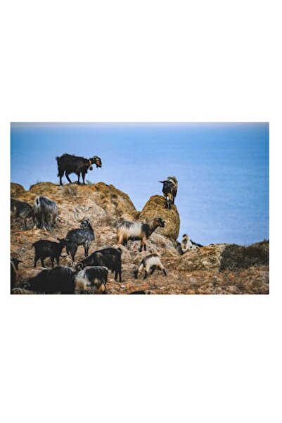 OEM Tablou Canvas, "Capre pe stanci in fata marii", 100 x 70cm