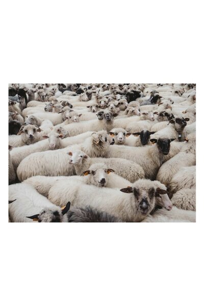 OEM Tablou Canvas, 'Turma de oi odihnindu-se impreuna', Oi, Multime, Lana, Agitatie, Blana, Pasune, Urec