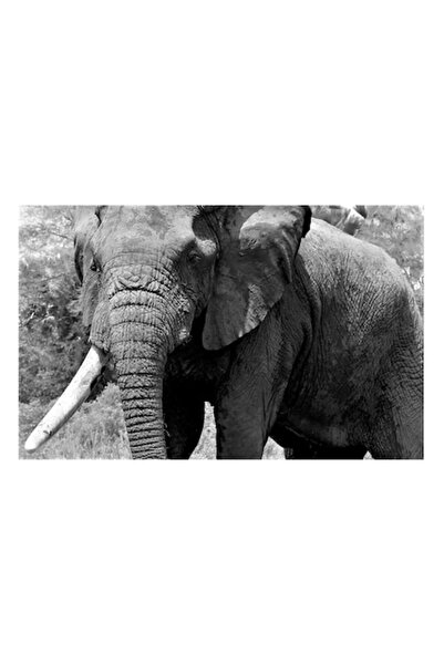 OEM Tablou Canvas, "Uriasul elefant din savana africana", 90 x 50cm