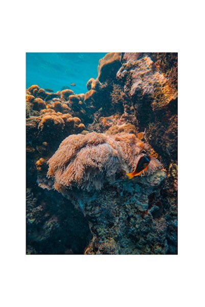 OEM Tablou Canvas, "Coral spectaculos in adancurile oceanului", 100 x 150cm