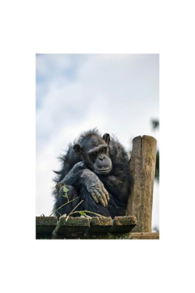 OEM Pictură pe pânză, „Gânduri melancolice sub cerul albastru”, Scaun, Gândir...