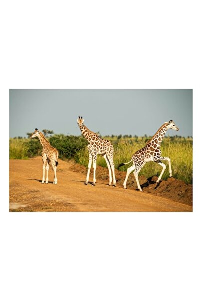 OEM Tablou Canvas, "Girafe traversand drumul in savana", 90 x 50cm