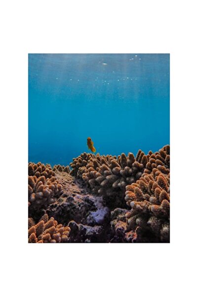 OEM Tablou Canvas, "Exploratorul solitar al recifului albastru", 50 x 70cm