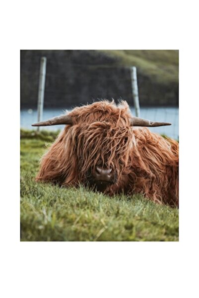 OEM Tablou Canvas, "Vaca Highlander odihnindu-se pe campie"