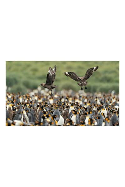 OEM Pictură pe pânză, „Păsări de pradă și Regatul Pinguinilor”, Pinguini, Sto...