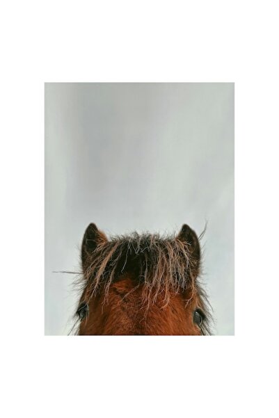 OEM Tablou Canvas, "Privind spre cer prin ochii calului", 50 x 50cm