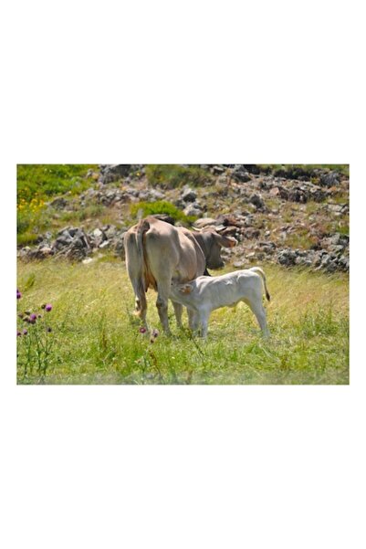 OEM Pictură pe pânză, „Vale în mijlocul naturii verzi”, Iarbă, Vacă, Vițel, P...