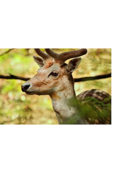 OEM Tablou Canvas, "Cerbul priveste printre frunze verzi", 70 x 50cm