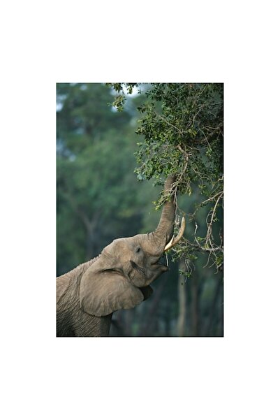 OEM Tablou Canvas, "Elefant mancand frunze din copac", 70 x 100cm