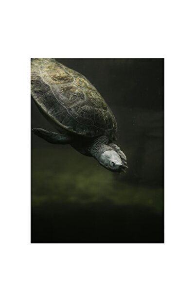 OEM Tablou Canvas Premium: Eleganța țestoaselor marine calme