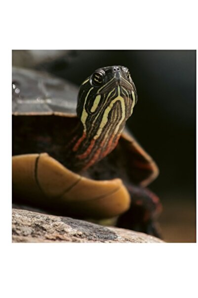 OEM Tablou Canvas, "Priveste linistea apei tulburate", 39 x 54cm