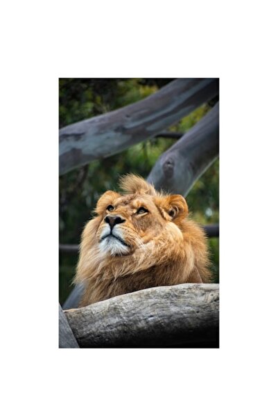 OEM Tablou Canvas, "Regele Junglei Privind Spre Orizont", 50 x 70cm