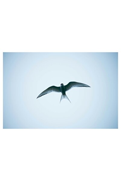 OEM Tablou Canvas, "Zborul liber al unei pasari", Pasare, Zbor, Cer, Aripi, Libertate, Lumina, Silueta,