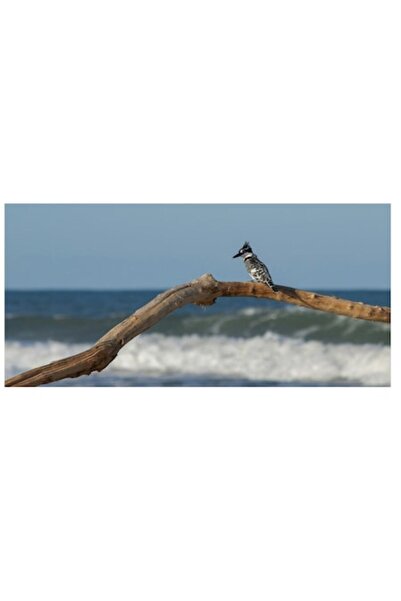 OEM Tablou Canvas, "Pasarea singuratica pe ramura marii", 70 x 50cm