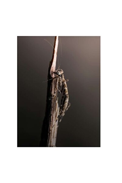 OEM Tablou Canvas, "Mantis ascunzandu-se pe tulpina uscata", 100 x 150cm