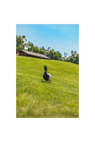 OEM Tablou Canvas, "Ratusca pe dealul verde proaspat", 50 x 90cm