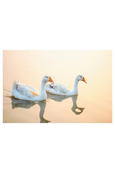 OEM Tablou Canvas, "Lebede alunecand pe oglinda apei", 50 x 50cm