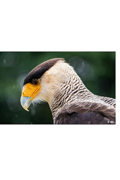 OEM Tablou Canvas, "Privirea enigmatica a pasarii rapitoare", 100 x 100cm