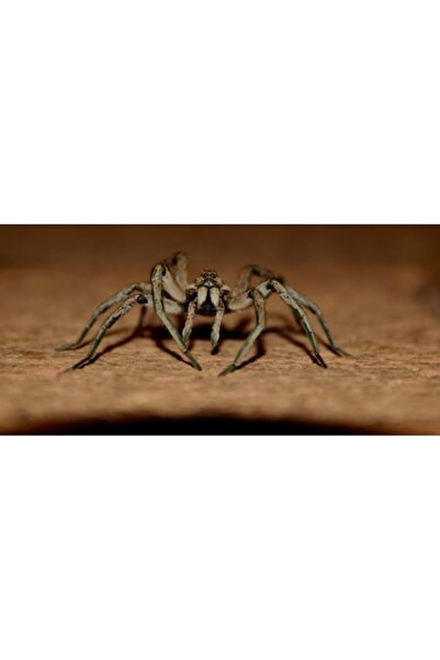 OEM Tablou Canvas, "Paianjenul in asteptare pe podea", 150 x 100cm