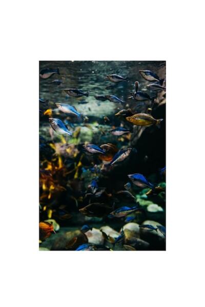OEM Tablou Canvas, "Dansul pestilor subacvatici rapizi", 100 x 100cm