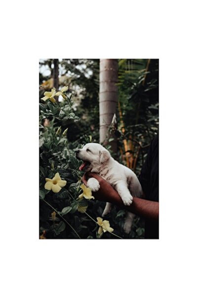 OEM Pictură pe pânză, „Micul explorator în grădina însorită”