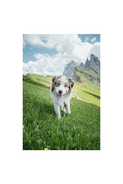 OEM Pictură pe pânză, „Câine liber pe pajiște alpină”, Ciobănesc australian