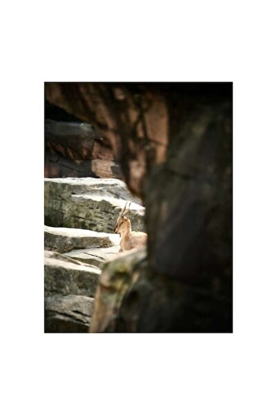 OEM Tablou Canvas, "Capra neagra odihnindu-se in munti", 39 x 54cm