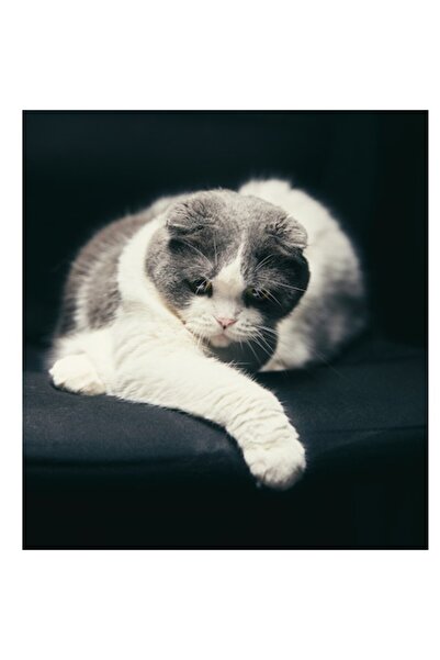 OEM Tablou Canvas, "Pisica cu privire contemplativa", 50 x 70cm