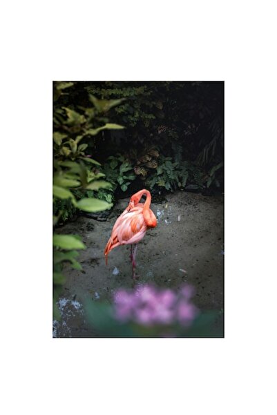 OEM Tablou Canvas, "Frumusetea singuratica a flamingoului roz", 70 x 100cm