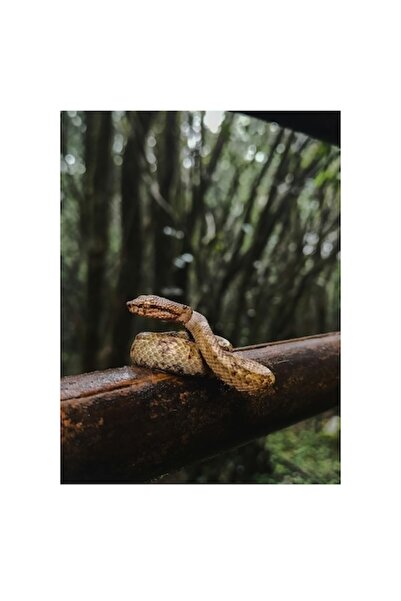 OEM Tablou Canvas, „Șarpe odihnindu-se pe balustradă”, Șarpe, Pădure, Lemn, Natură, Creatură, Pufos, Verde, Tr