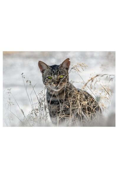 OEM Tablou Canvas, "Pisica salbatica in iarba uscata", 50 x 50cm