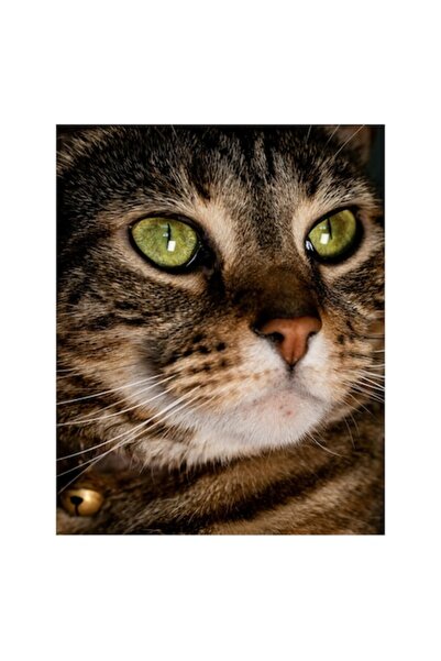 OEM Tablou Canvas, "Pisica privirii misterioase si intense", 50 x 90cm