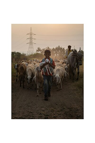 OEM Tablou Canvas, "Baiat cu oi si vitel la asfintit", 26 x 39cm