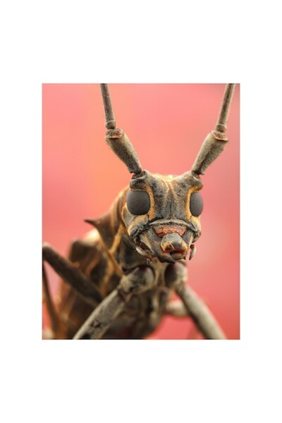 OEM Tablou Canvas, "Gargarita pe fundal rosu vibrant", 50 x 50cm