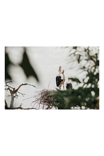 OEM Tablou Canvas, "Cuibul linistit al berzelor", 90 x 50cm