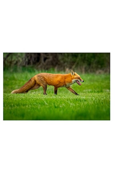 OEM Tablou Canvas Premium: Vulpe in Natura