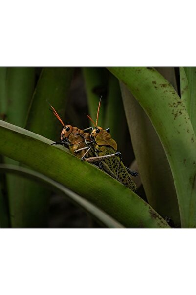 OEM Tablou Canvas, "Lacuste pe frunza verde tropicala", 150 x 100cm