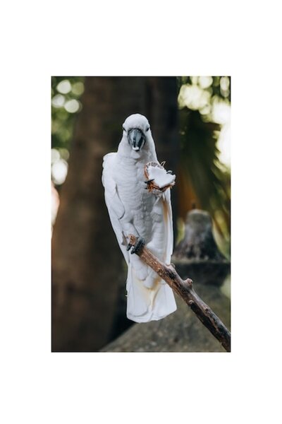 OEM Tablou Canvas, 'Papagal alb savurand o gustare exotica', 70 x 100cm