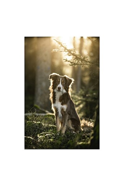 OEM Tablou Canvas, "Lumina diminetii in padurea tainica", 50 x 90cm