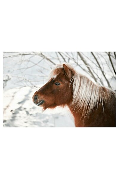 OEM Tablou Canvas, "Ponei visand la iarna alba", 100 x 100cm