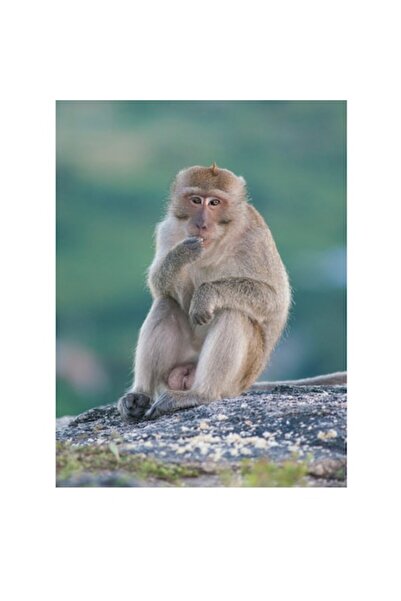 OEM Tablou Canvas, "Reflectand la marginea stancii", 100 x 100cm