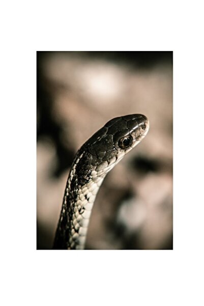 OEM Tablou Canvas, 'Sarpele in lumina diminetii'