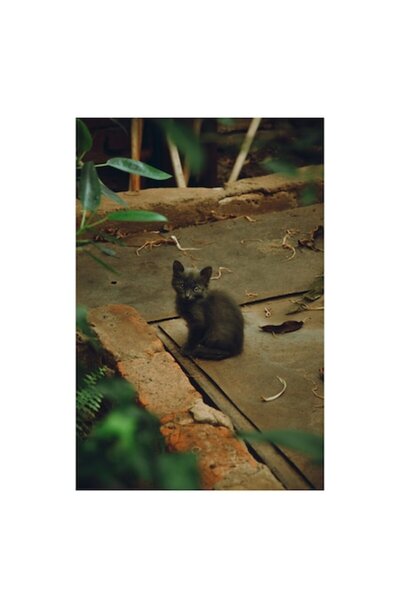 OEM Tablou Canvas, "Pisoi singuratic pe drum vechi", 70 x 100cm