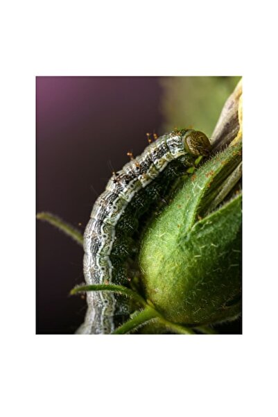 OEM Tablou Canvas, "Omida explorand mugurii verzi ai florii", 50 x 70cm