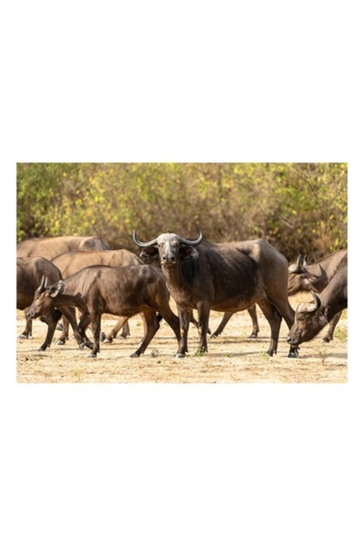 OEM Tablou Canvas, 'Turma de bivoli in lumina soarelui', Bivoli, Pasune, Soare, Natura, Coarne, Iarba, T