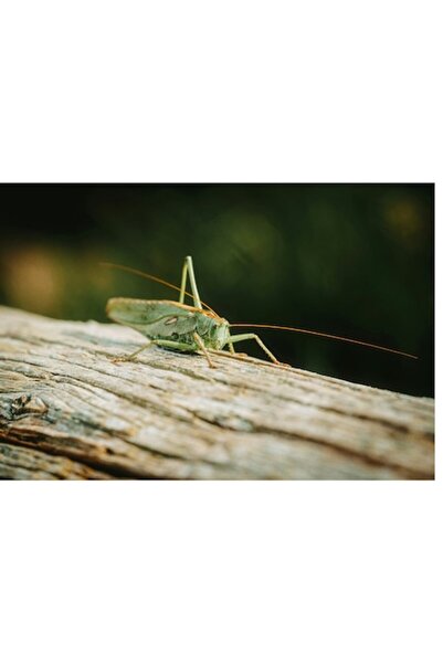 OEM Tablou Canvas, "Greier pe o ramura uscata", 150 x 100cm