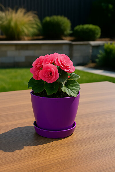 Melkan Home Modern Küçük Begonya Saksı 1,5 Litre Tabaklı Çiçek Saksısı – İç ve Dış Mekana Uygun 14x13 cm