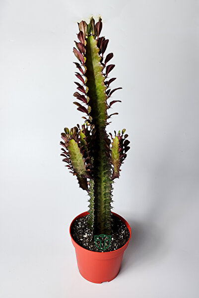 African Milk Tree (Eforbia Trigona) - 30 cm Large - 12 cm Sax