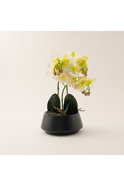 homez yellow moth orchid in ceramic pot 41*41*42cm